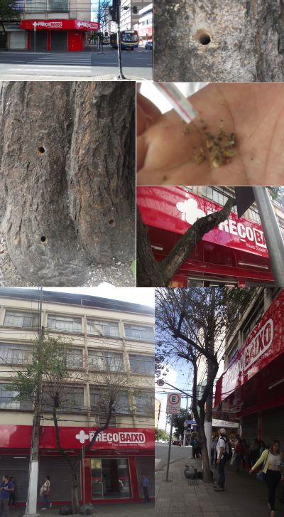 Rede de drogaria capixaba “Preço Baixo” é acusada nas redes sociais e por ambientalista de envenenar árvore arvore envenenada-400